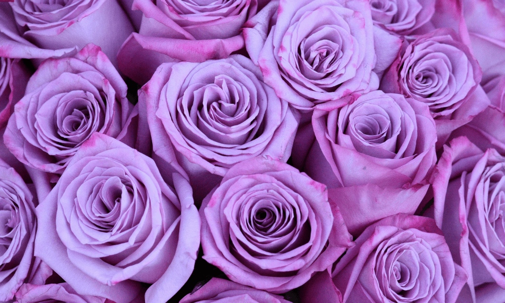 Best Purple Flowers for Every Season