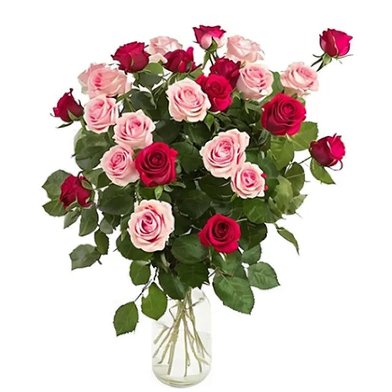 Fresh Pink and Red Roses in a Vase - 24 Stems
