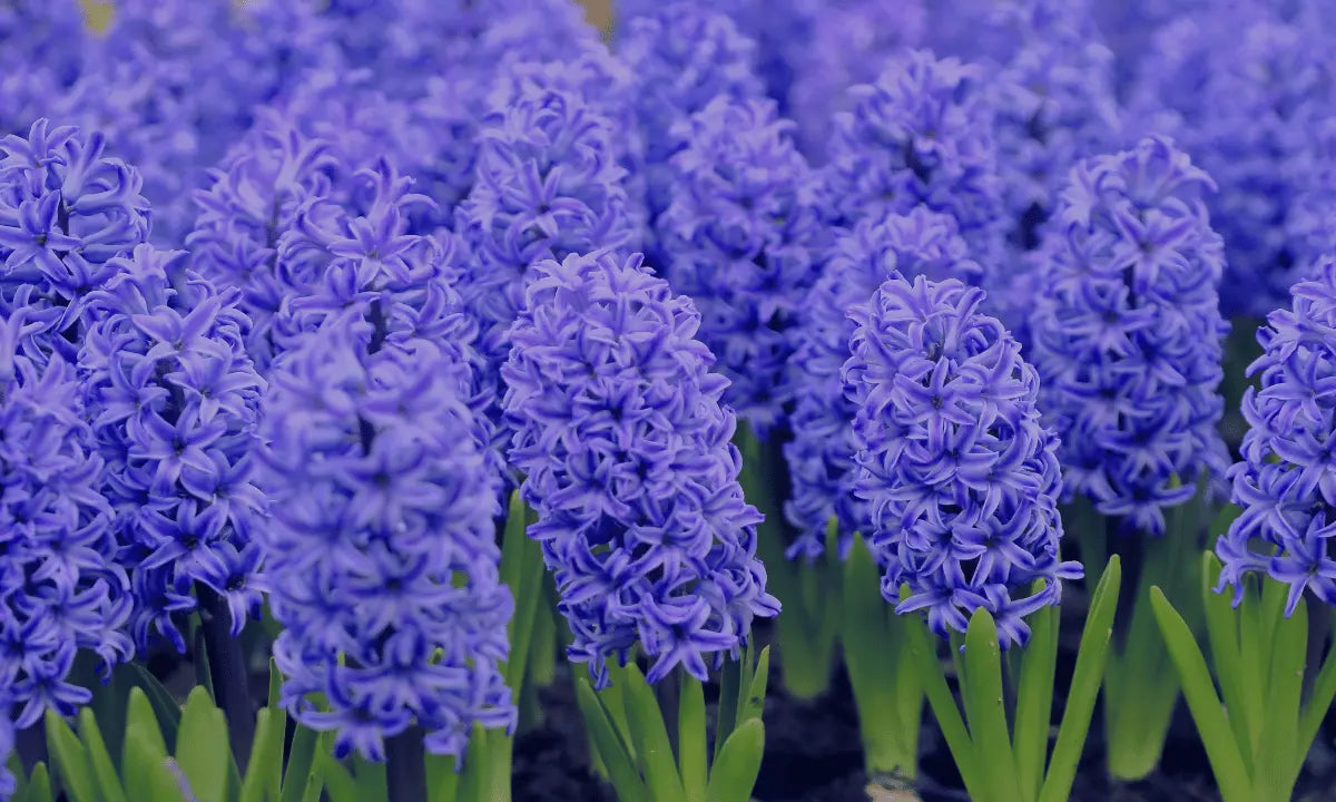 Tips on How To Care For Hyacinths? Flowers Next Door