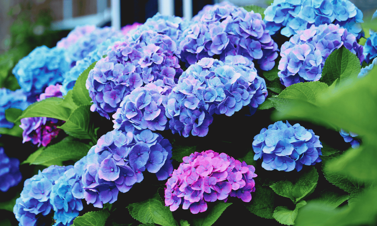 6 Facts You Should Know If You Love Hydrangeas Flowers Next Door