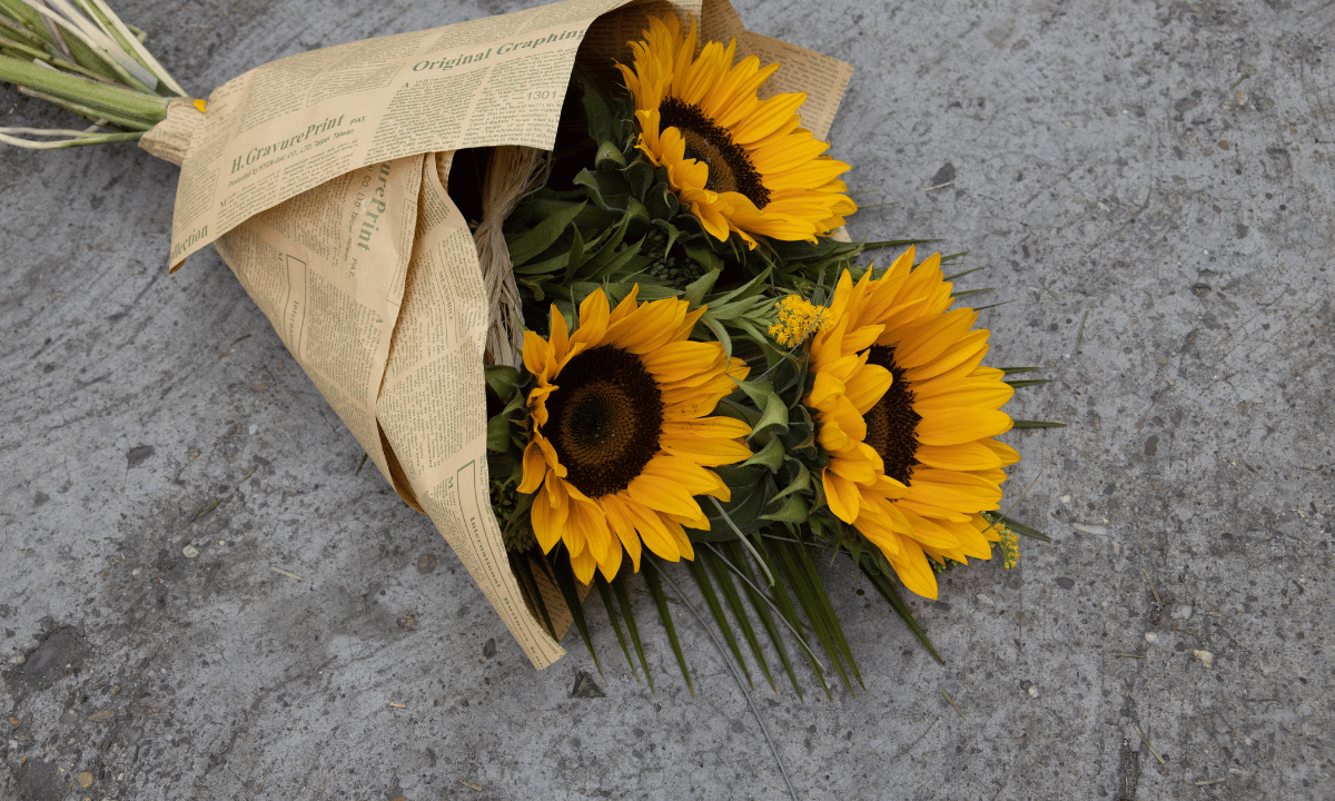 Sunflowers Facts You Should Know Flowers Next Door