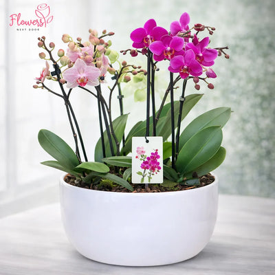 Orchids Flowers in Toronto