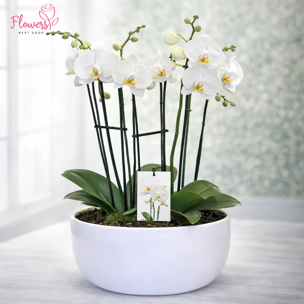 Potted white orchid with a tag on a light background