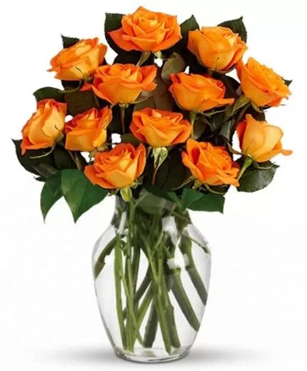 Orange Rose