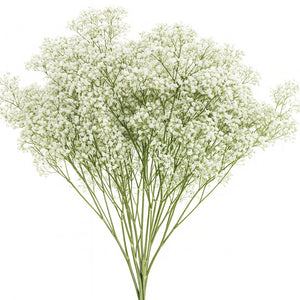 Baby's Breath