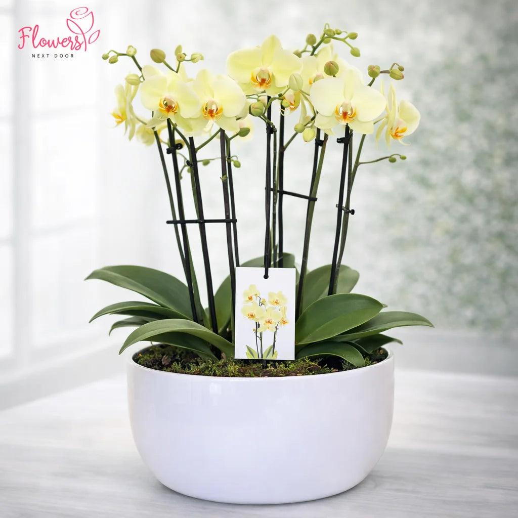 Potted yellow orchid plant with a tag on a white surface