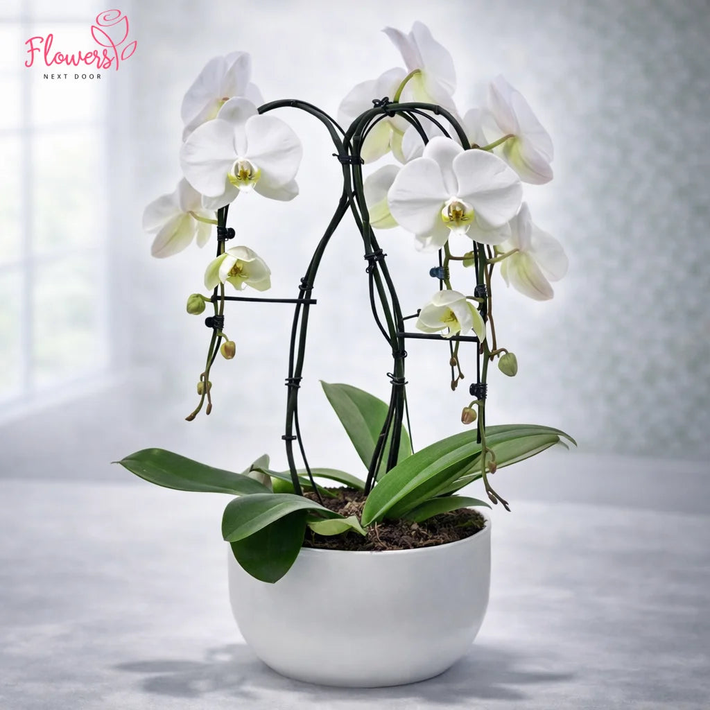 Potted white orchid plant on a light background with 'Flowers Next Door' branding.