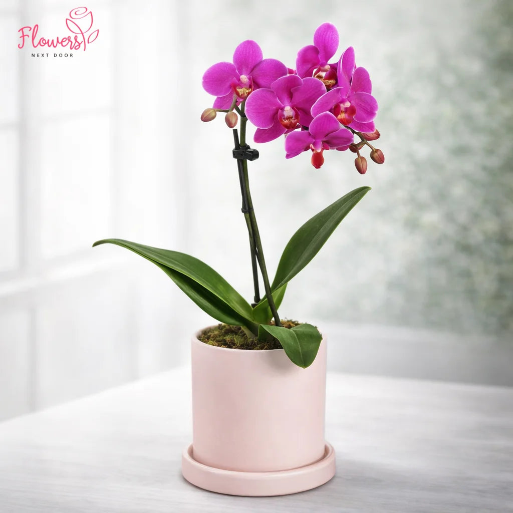 Pink orchid in a pink pot on a white surface with a blurred background