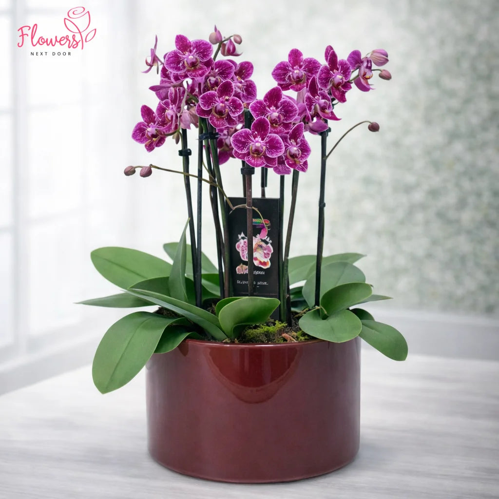 Potted purple orchid plant on a white surface with a blurred background