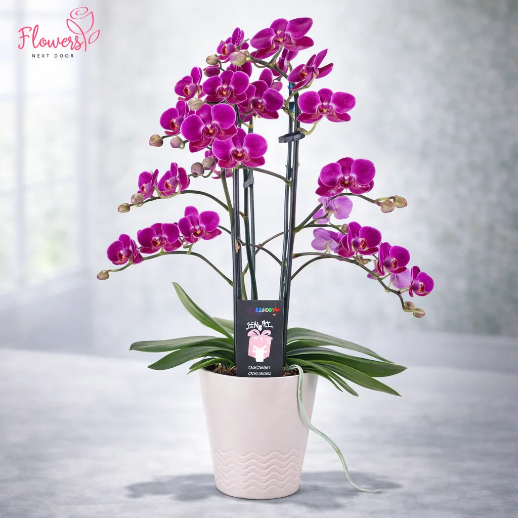 Potted purple orchid plant with a white pot on a light gray background