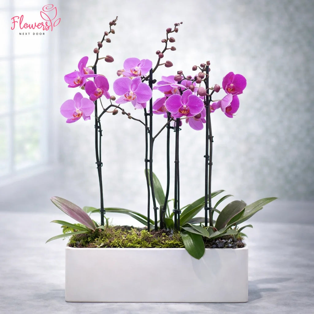 Pink orchids in a white pot on a light background