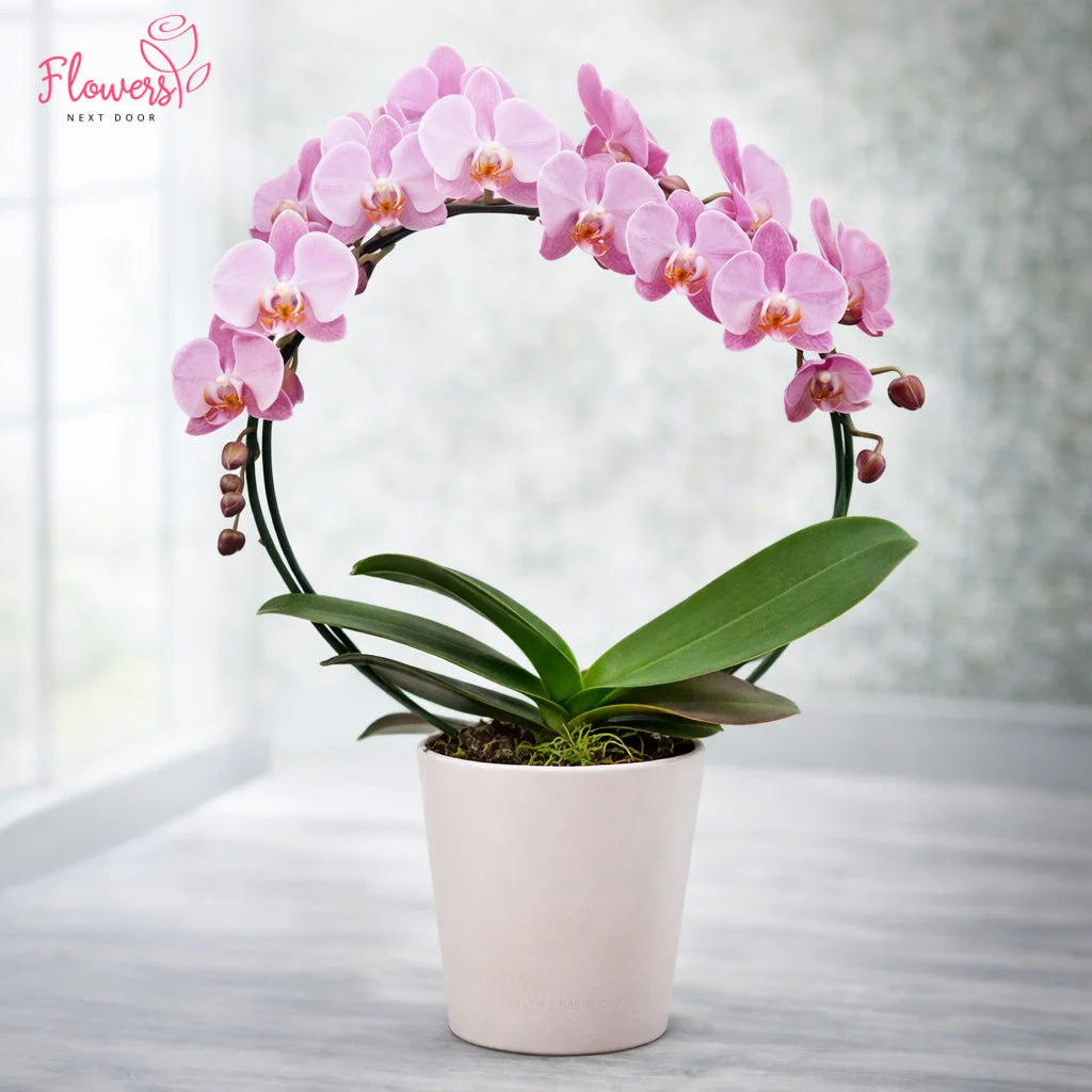 Potted pink orchid on a light background with 'Flowers Next Door' branding.