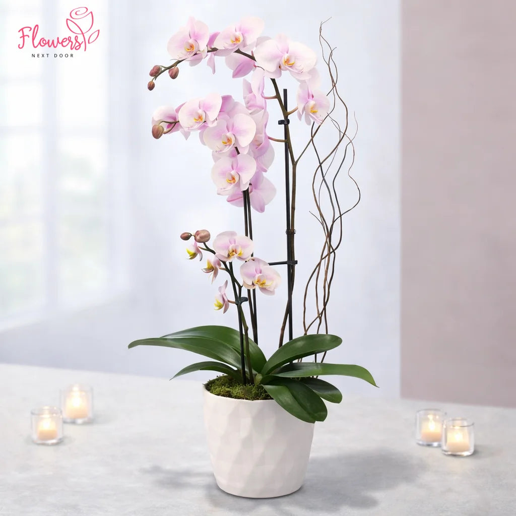Pink orchid plant in a white pot on a light surface with candles and a blurred background.