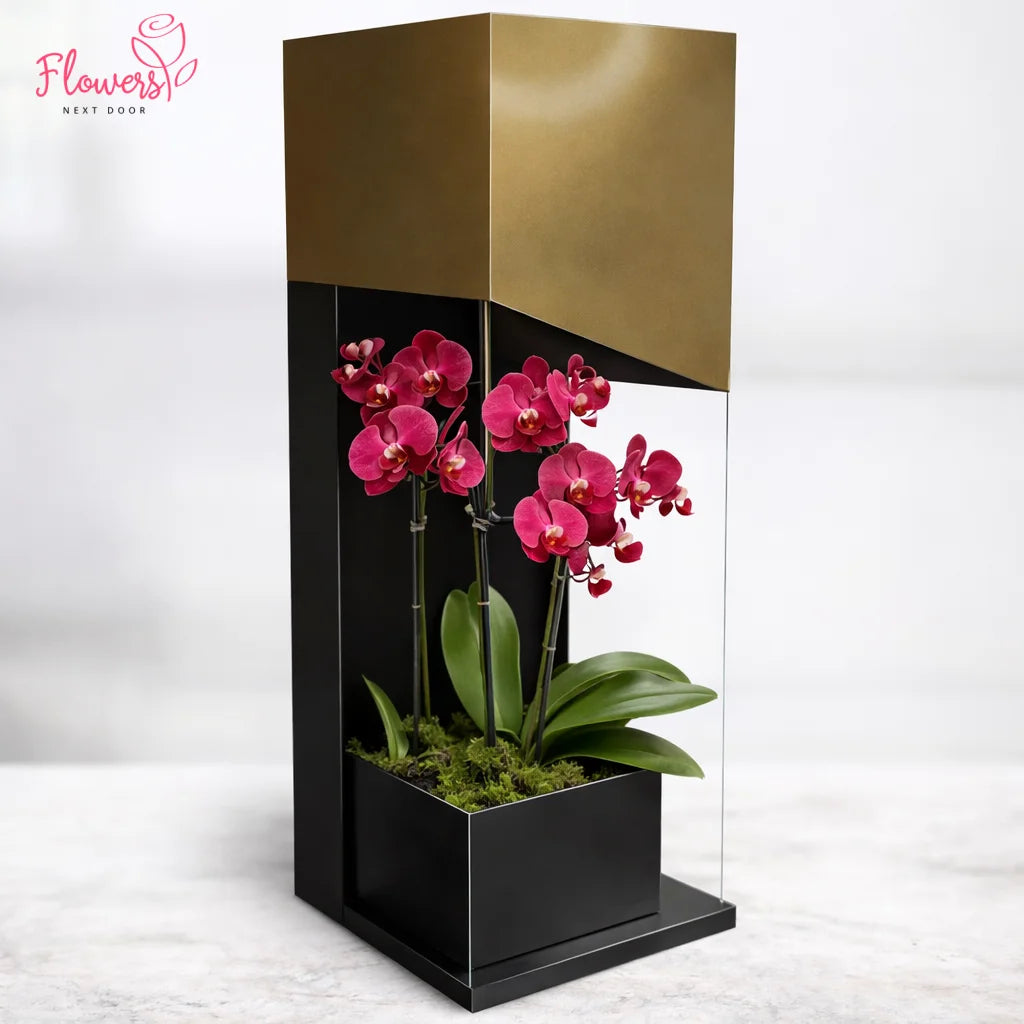 Pink orchids in a modern black and gold planter on a white background