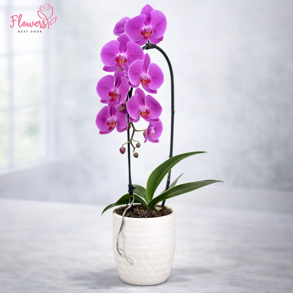 Purple orchid in a white pot on a light gray background with 'Flowers Next Door' branding.