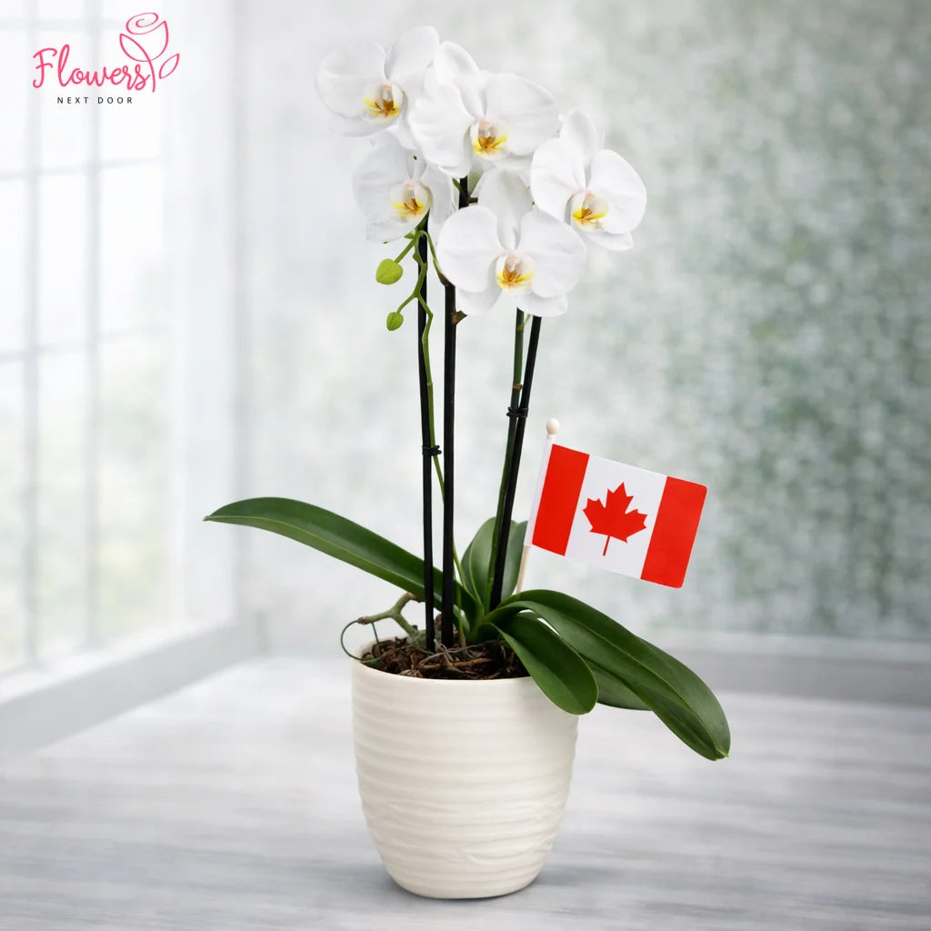 Potted white orchid with a small Canadian flag on a neutral background