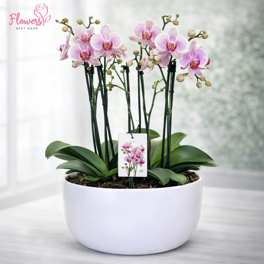 Potted orchid with pink flowers in a white pot on a light surface.
