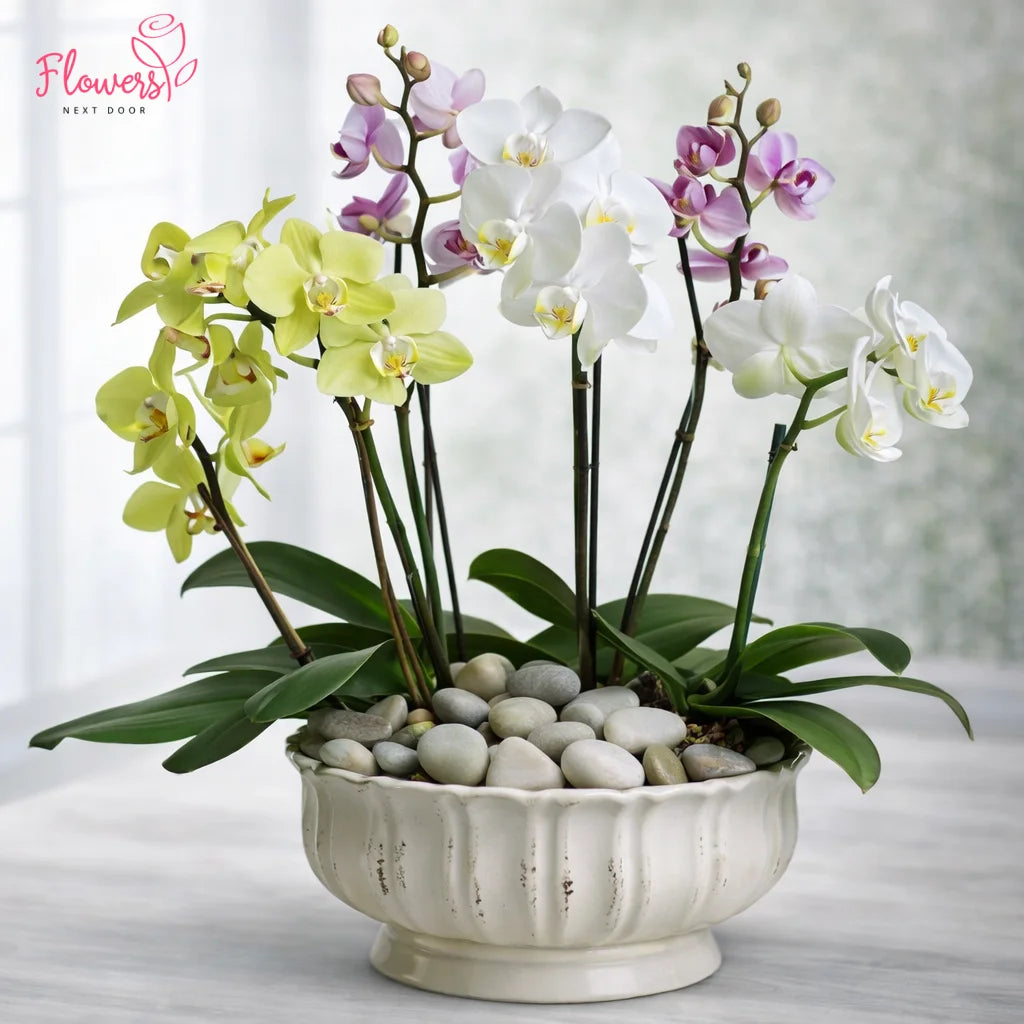 Potted orchids in a decorative bowl with pebbles on a light background