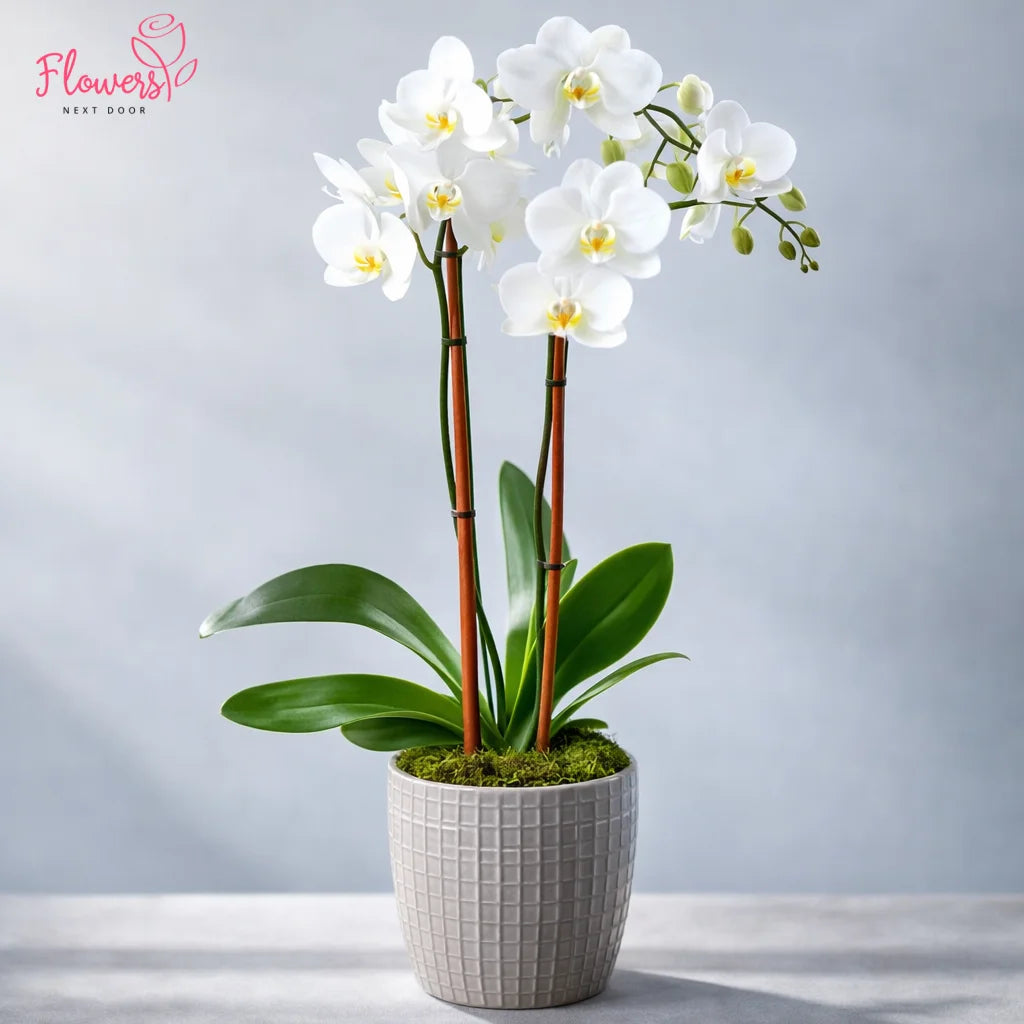 Potted white orchid plant on a gray background with 'Flowers' brand logo.