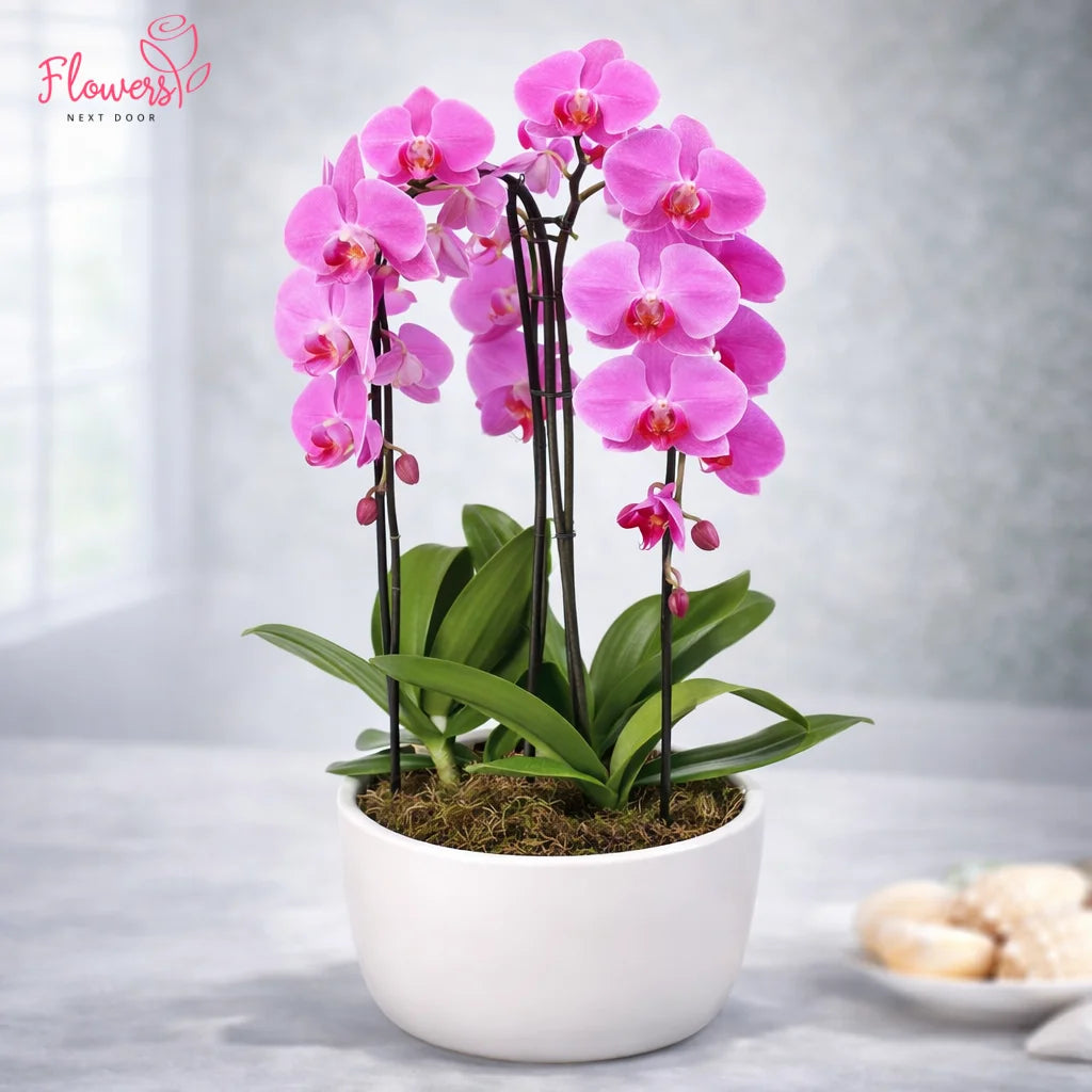 Potted pink orchid plant on a light gray background