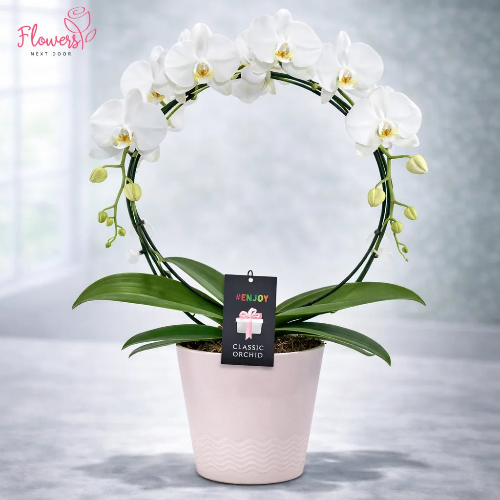 Potted white orchid plant with a decorative tag on a neutral background