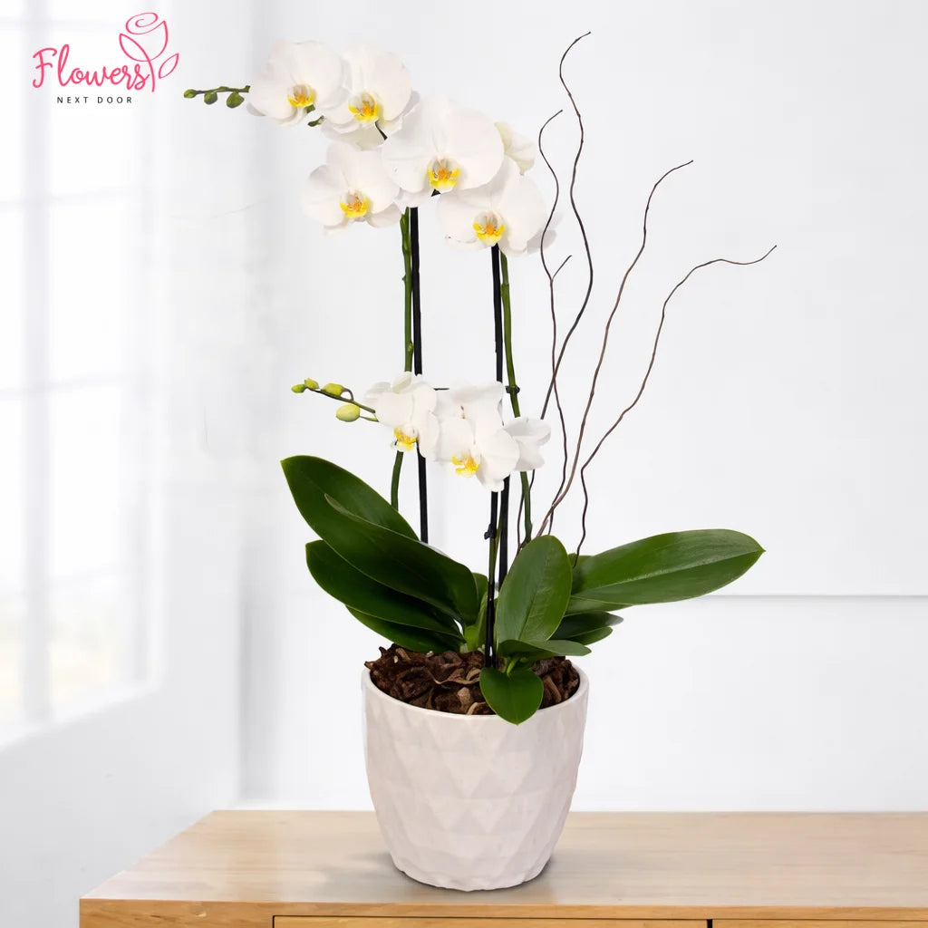 Potted white orchid plant on a wooden surface with a white background